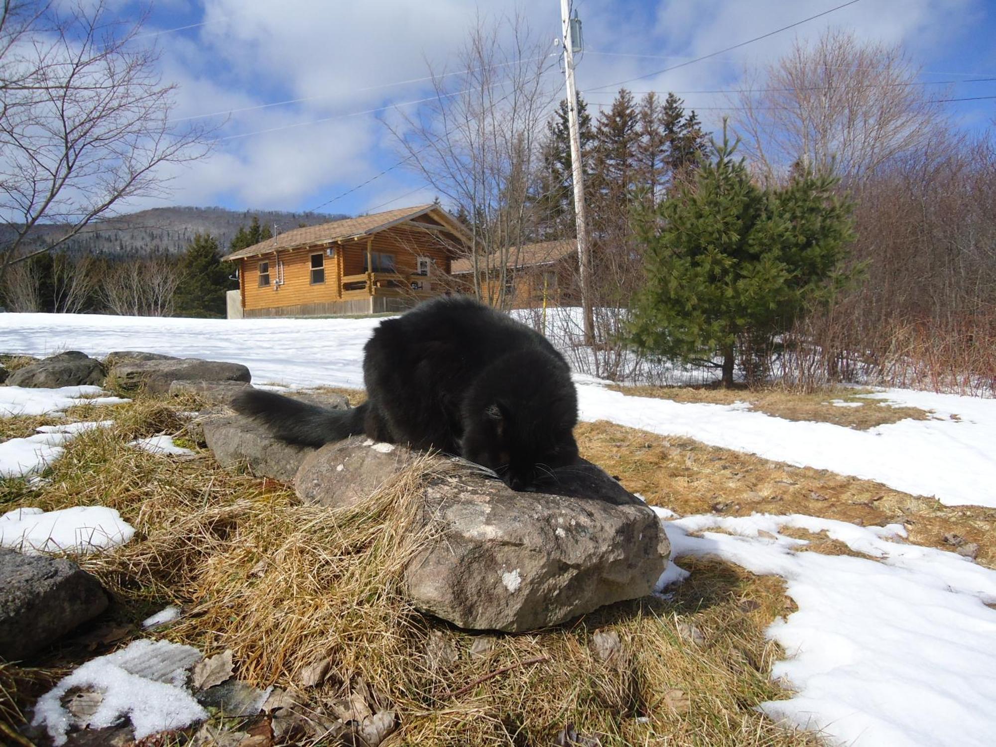 Cajun Cedar Log Cottages Margaree Forks ภายนอก รูปภาพ